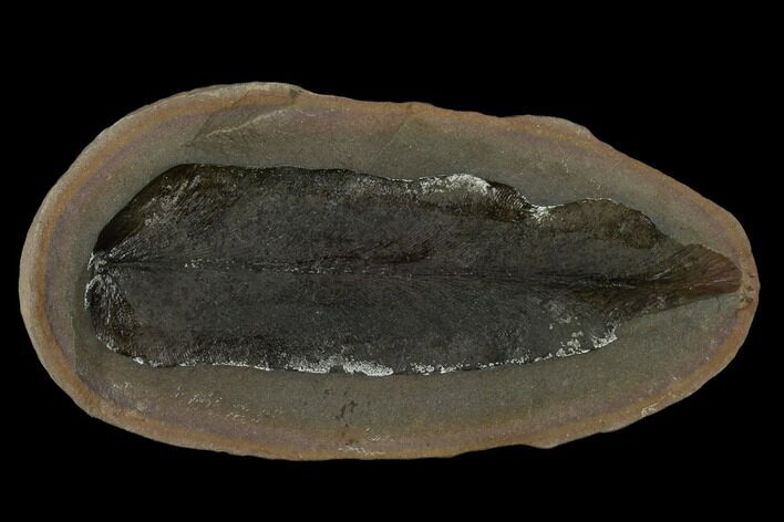 Fossil Fern (Macroneuropteris) Nodule - Mazon Creek #133624